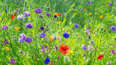 Företag slarvar med att utbilda sommarvikarier i cybersäkerhet