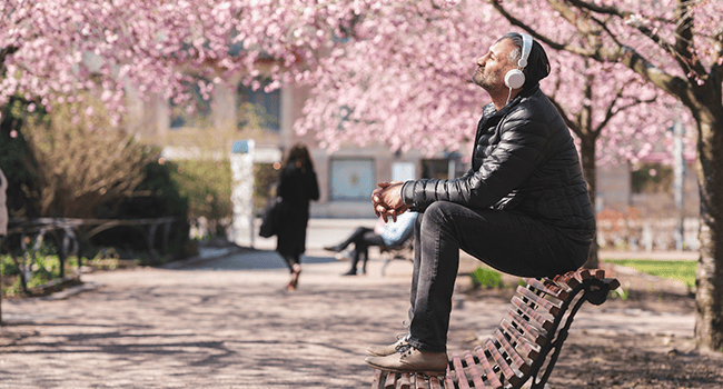 Körsbärsträd man bänk