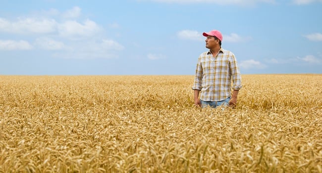 Man på spannmålsfält