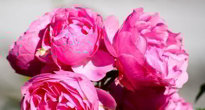 Almedalen 2022 - ta del av spännande samtal och insikter!