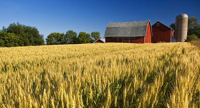 Bondgård med spannmål