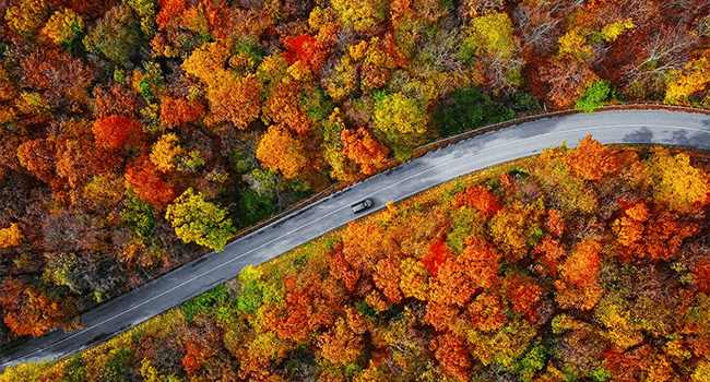 Bild från ovan på väg och träd i höstfärger