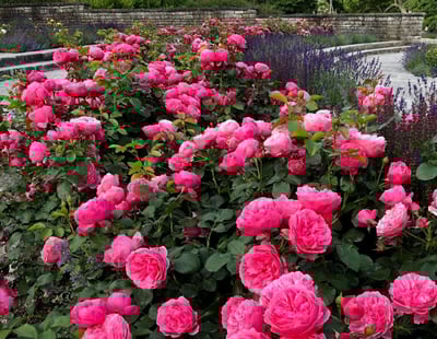 Mikael Carlén wishes you a nice summer!