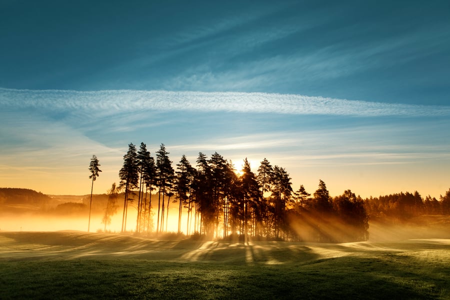 Träd på äng i Sverige