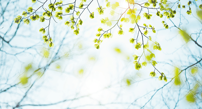 Bladverk mot klar himmel