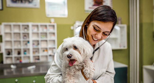 Veterinär med hund