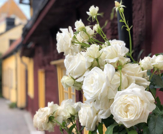 Almedalen_rosor_2018