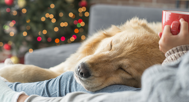 Hund och människa vilar vid julgran