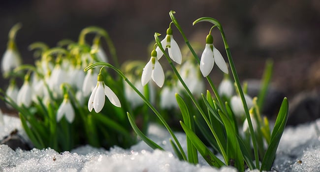 Snödroppar